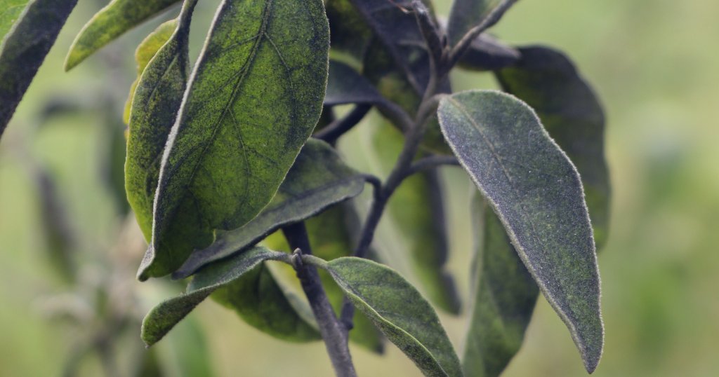 La poussière de charbon recouvre les plantes et provoque une baisse des récoltes.