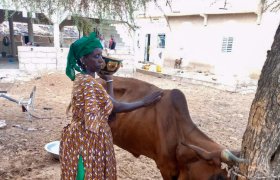 La sécheresse persistante affecte tant les humains que les animaux.