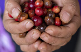 Frau mit Kaffeebohnen in der Hand.
